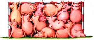 Schweine im Tor
